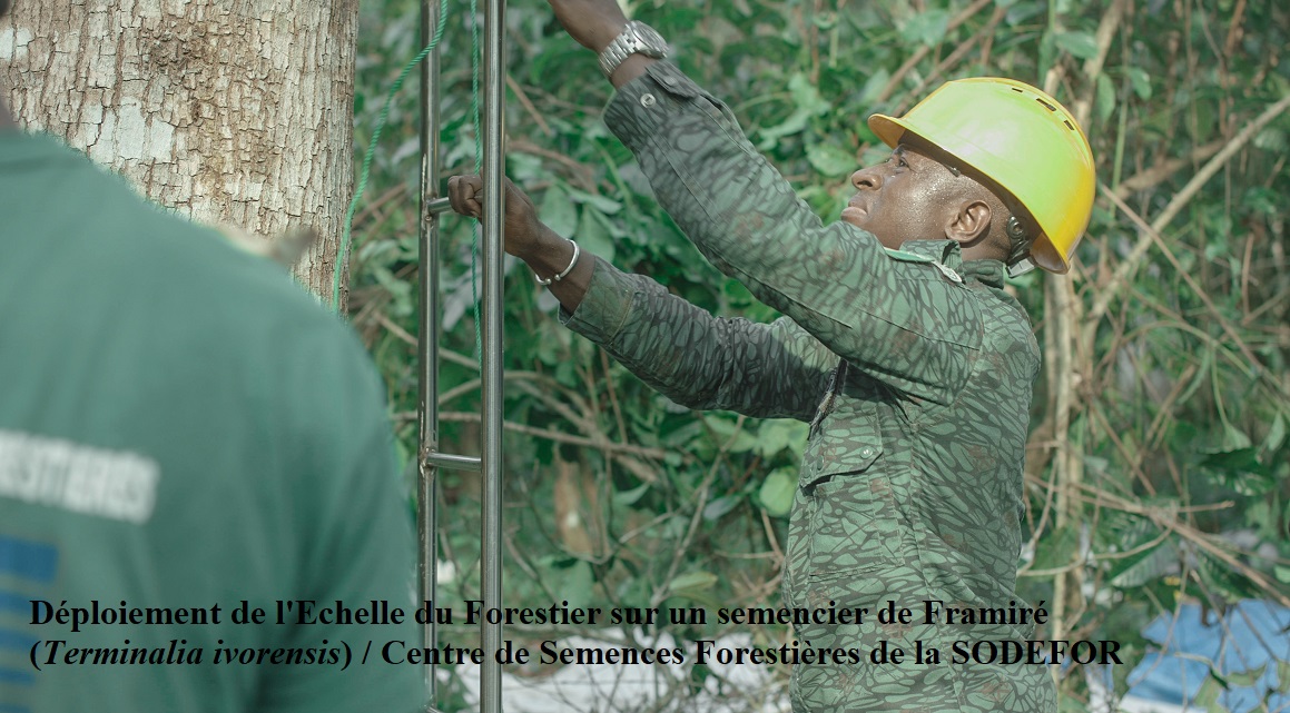 DEPLOIEMENT DE L'ECHELLE DU FORESTIER SUR UN SEMENCIER DE FRAMIRE
