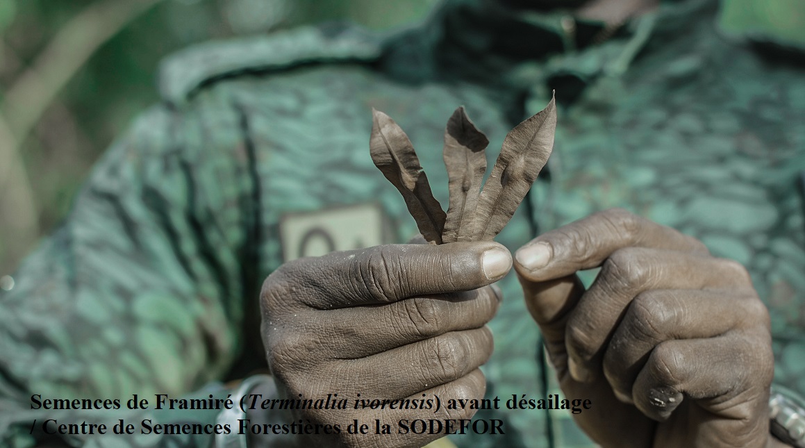 Centre de semence ..