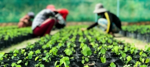 RECONSTITUTION DU COUVERT FORESTIER